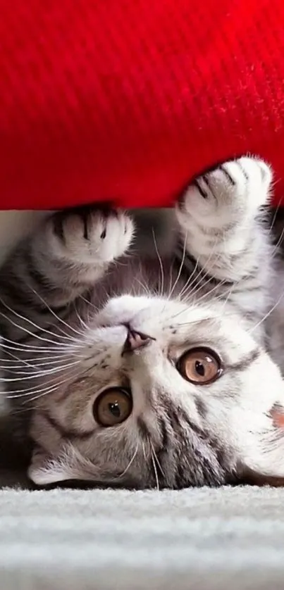 Cute kitten peeking from under a red blanket on a cozy carpet.