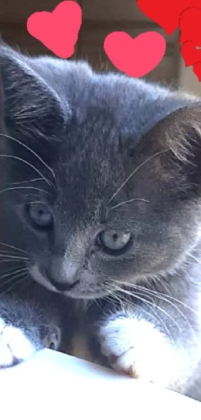 Gray kitten with red hearts in playful pose.