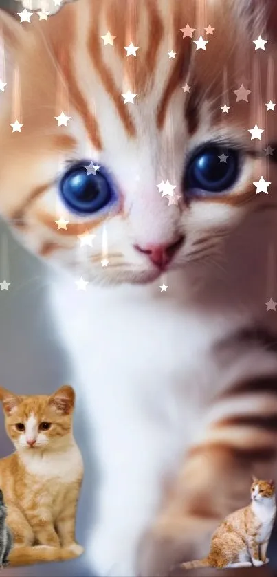 Cute kitten wallpaper with stars and blue-eyed adorable feline.