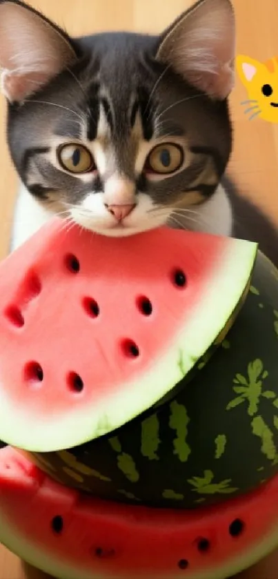 Cute kitten with watermelon slices wallpaper.