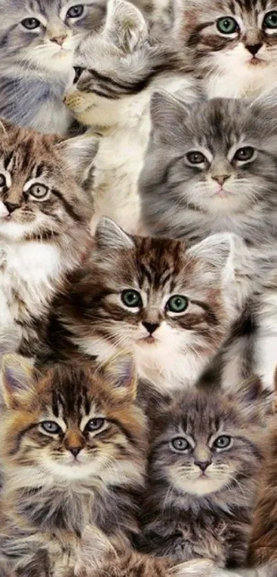 Collage of cute and fluffy kittens as mobile wallpaper.