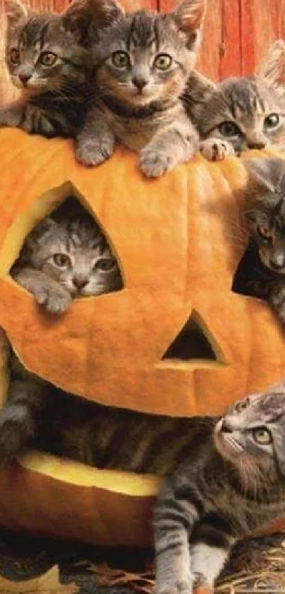 Six kittens peeking out of a carved pumpkin in a cozy fall setting.