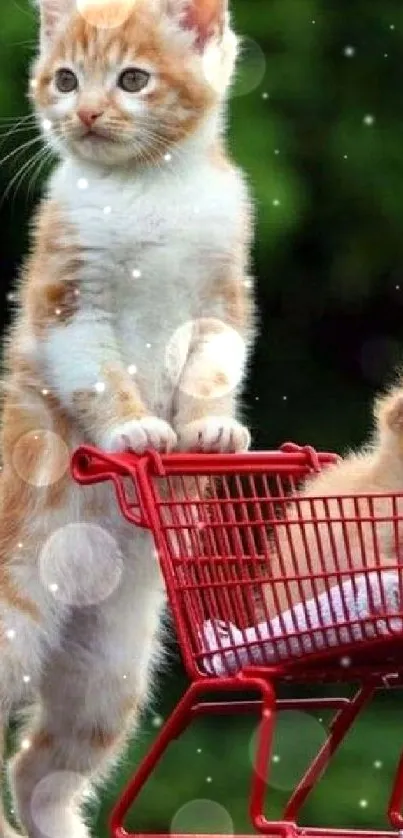 Two cute kittens in a red shopping cart outdoors.