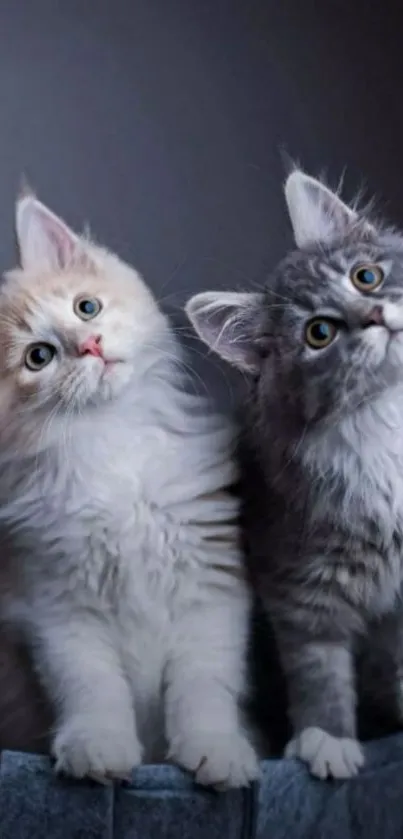 Two cute kittens on a gray background with pink borders.