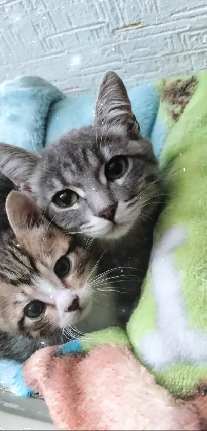 Two cute kittens snuggle on a fuzzy, colorful blanket.