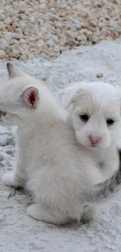 Two adorable kittens on a white sandy surface.