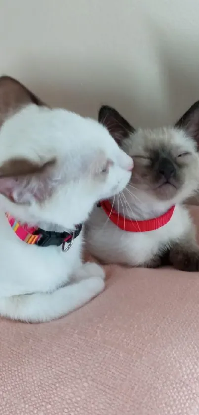 Two cute Siamese kittens on a pink blanket with colorful collars.