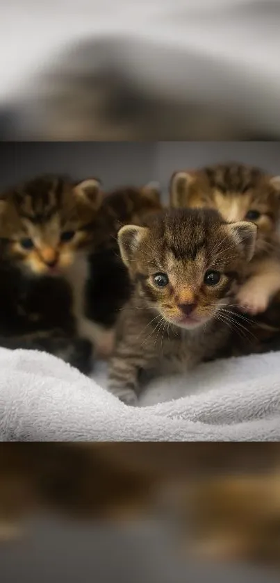 Four adorable kittens resting on a plush white towel.