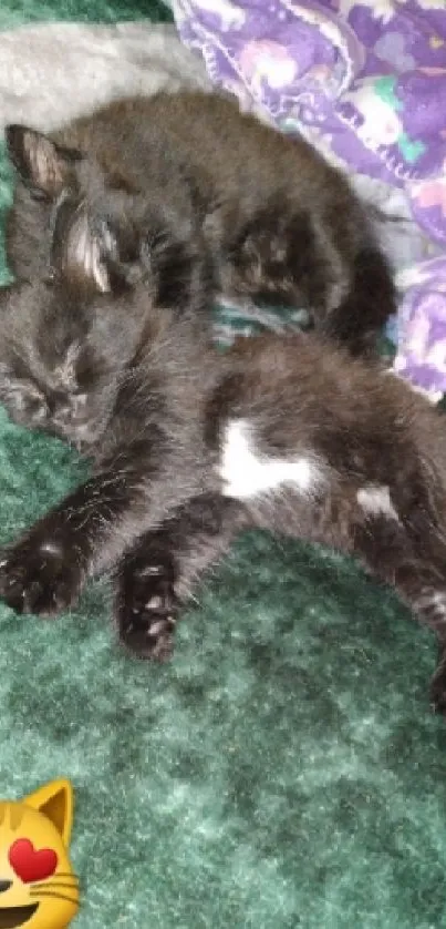 Two black kittens sleep on a green surface with a cat emoji.