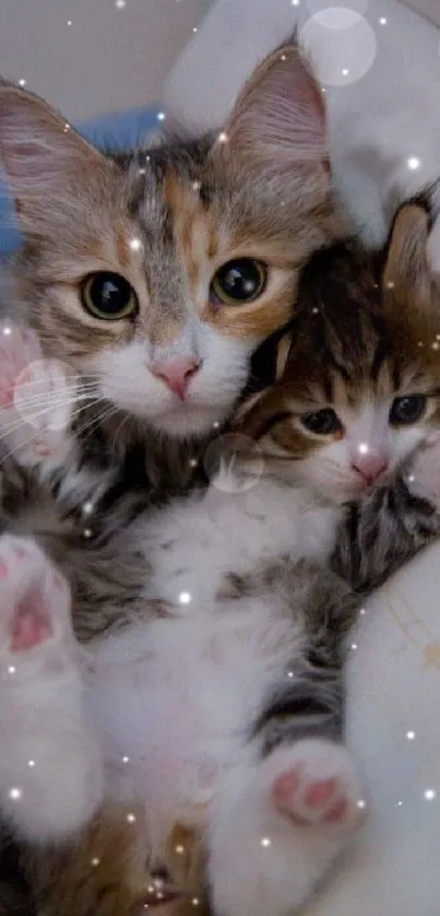 Two adorable kittens cuddling, showcasing their soft fur and sweet expressions.