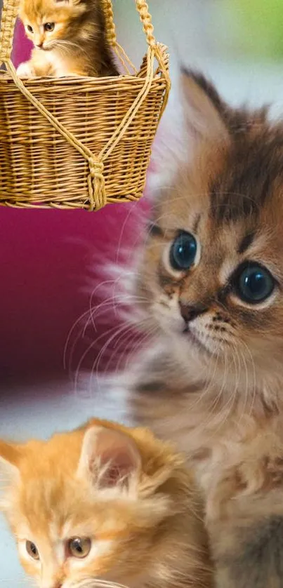 Adorable kittens sitting in a basket with big fluffy fur and curious eyes.