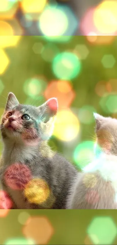 Two playful kittens with bokeh lights.