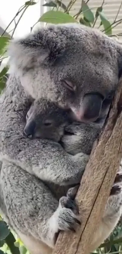 Adorable koala hugging a baby koala on a tree branch.