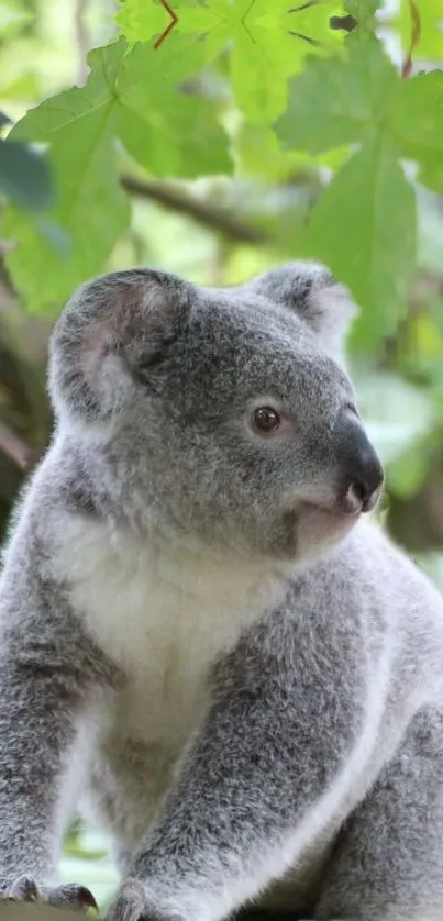 Koala sitting on a tree branch amidst green leaves.