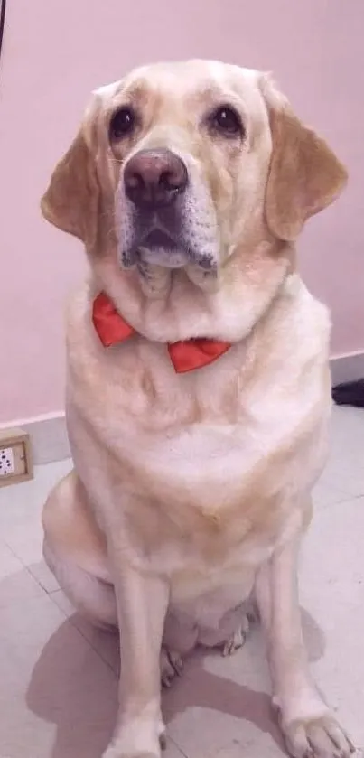 Labrador with red bowtie sitting indoors.