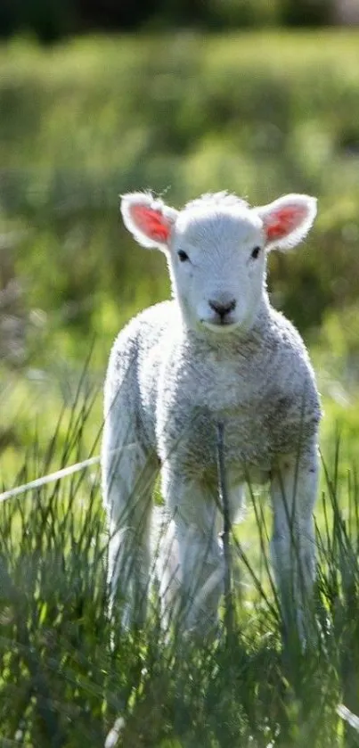 Cute lamb standing in a vibrant green field with lush grass.