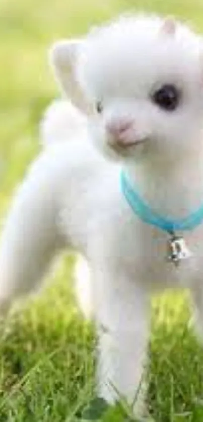 Adorable white lamb with a blue collar on lush green grass.