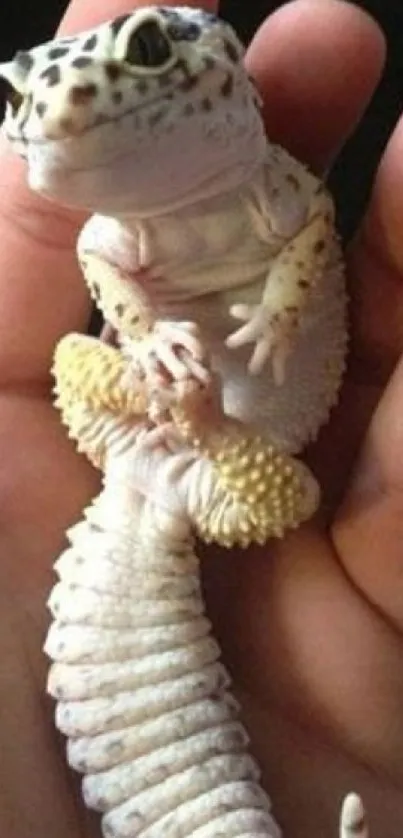 Leopard gecko resting in a hand with blue accents in the background.