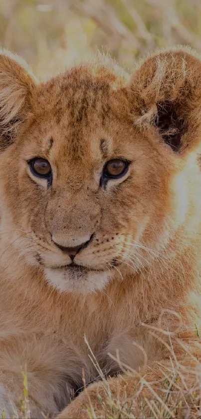 Adorable lion cub resting in grass with curious eyes.