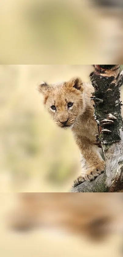 Adorable lion cub peeking from a tree in the wilderness.