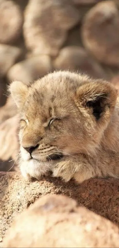 A peaceful lion cub resting on sunlit rocks, perfect for mobile wallpaper use.