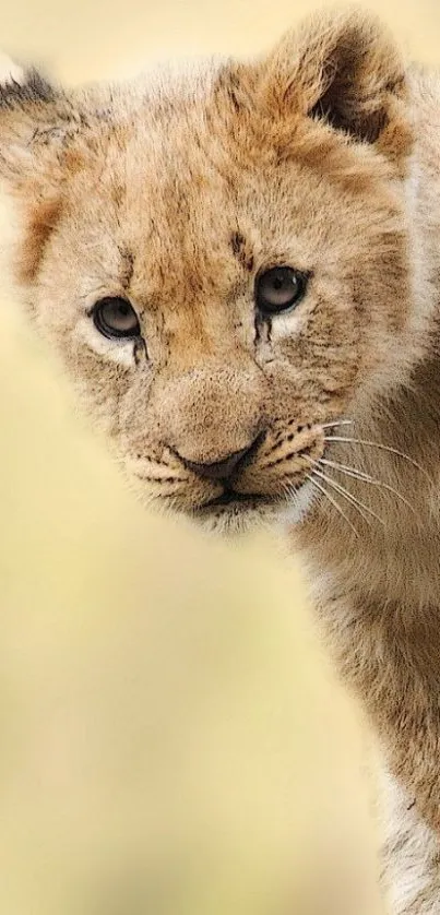 Lion cub peering curiously in natural setting wallpaper.