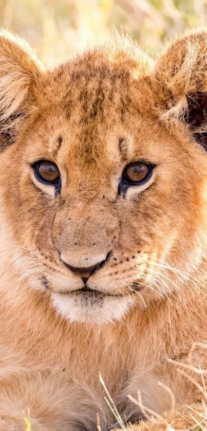 Close-up of a cute lion cub lying on grass, serene and adorable.