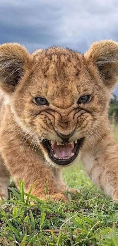 Close-up of a playful lion cub on grass with a fierce expression.