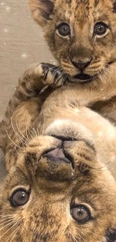 Two playful lion cubs in a heartwarming pose on a mobile wallpaper.