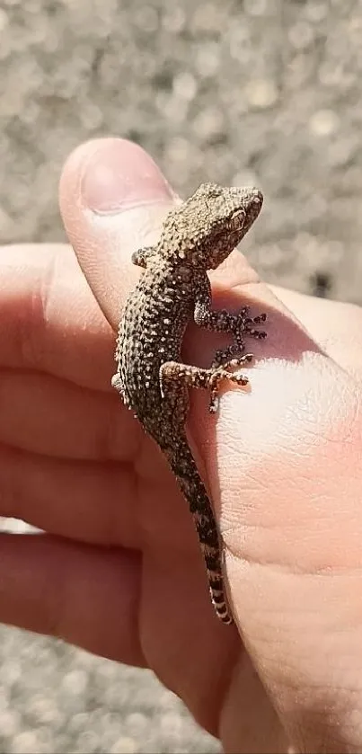 A small lizard resting peacefully on a person's hand.