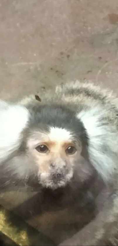 Hand near glass with small marmoset monkey looking curious.