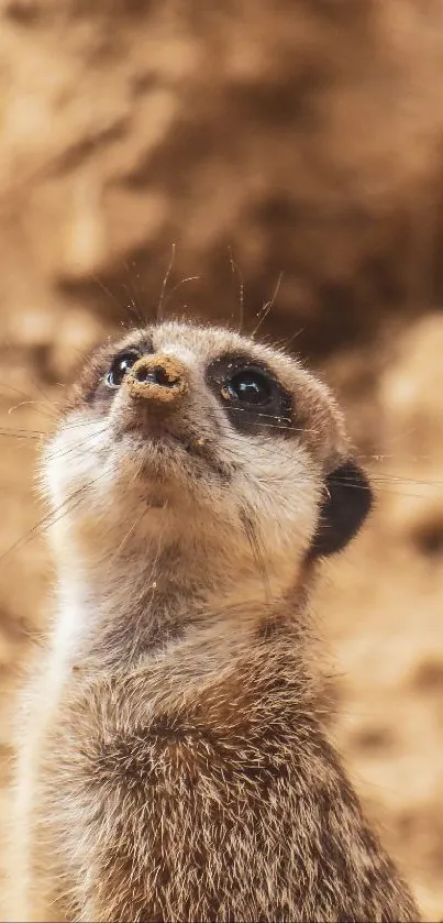 Adorable meerkat looking up with a curious expression against an earthy background.