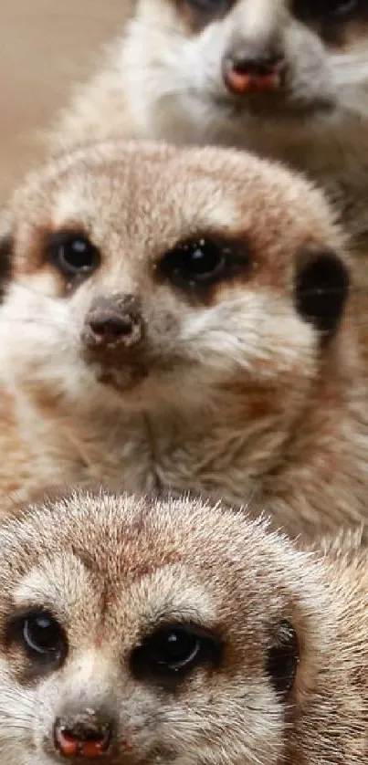 Three adorable meerkats looking inquisitive and curious.