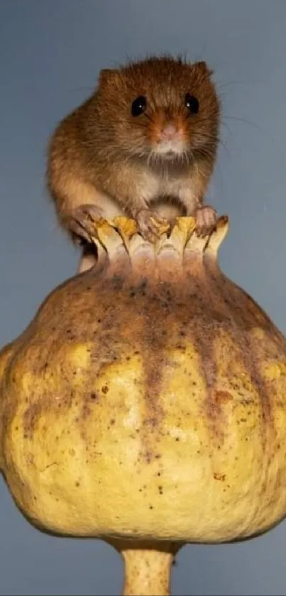 Adorable mouse sitting on a golden seed pod with a gray background.