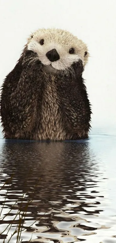 Adorable otter with reflection in serene water, perfect for nature lovers.