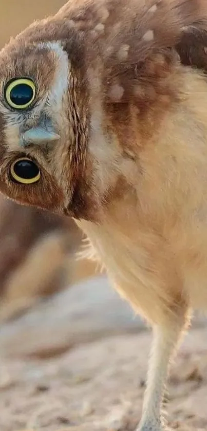 Cute owl wallpaper with head tilt on sandy background.