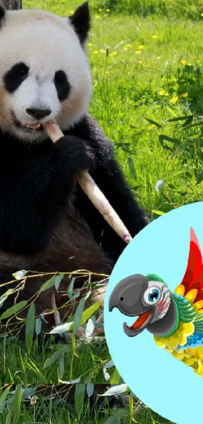 Panda eating bamboo with a colorful parrot nearby on green grass.