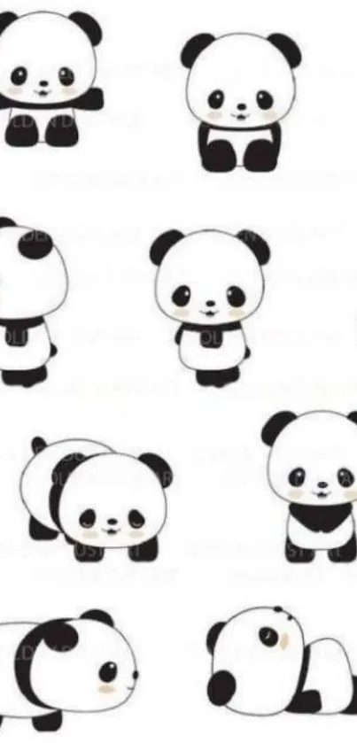 Cute cartoon pandas on a white background, perfect for mobile wallpaper.