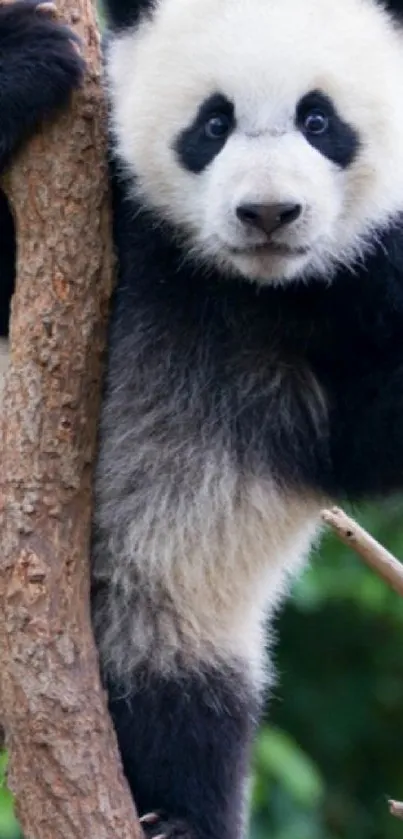 Adorable panda climbing a tree in the forest, perfect for mobile wallpaper.