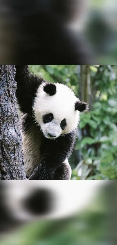 Adorable panda bear climbing tree in lush green forest background.