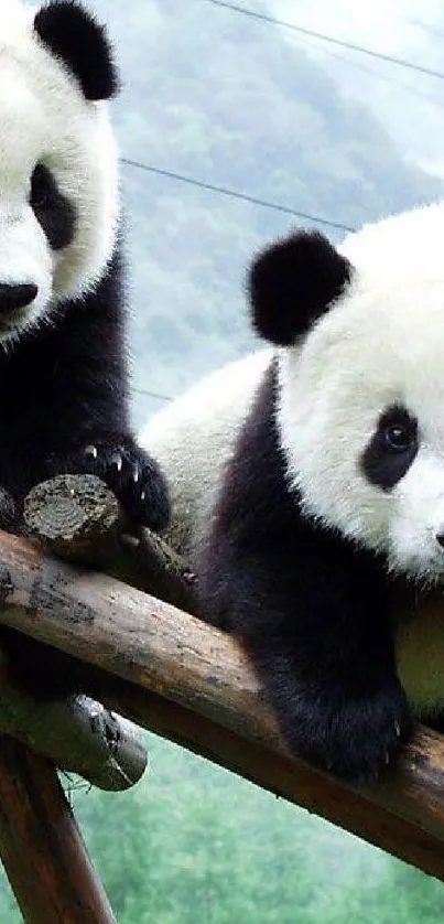 Two adorable pandas resting on timber in a lush green forest.