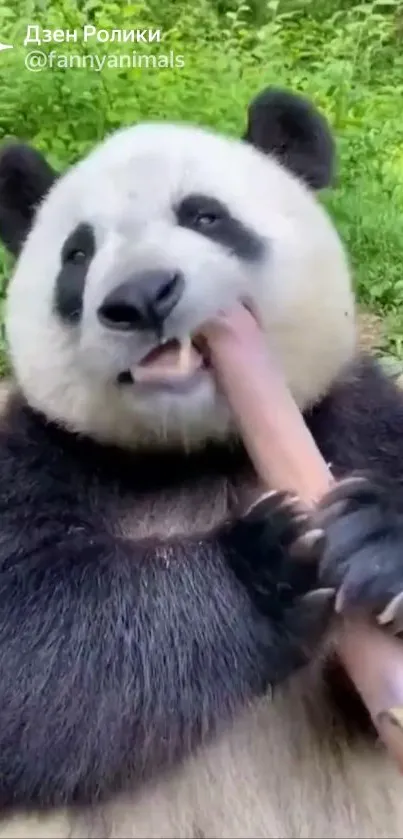 Adorable panda munching on bamboo in a lush green setting.