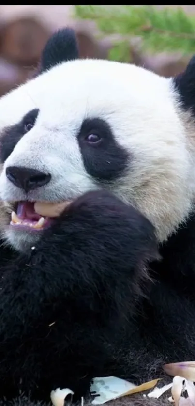 Adorable panda eating bamboo in vibrant nature scene.