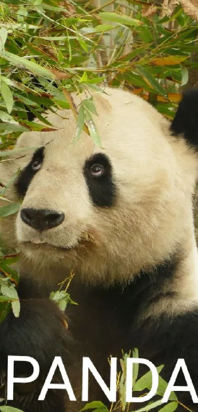 Cute panda surrounded by lush bamboo foliage.