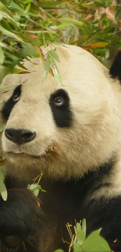 Cute panda surrounded by green bamboo.