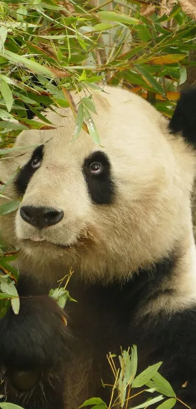 Cute panda surrounded by bamboo leaves.