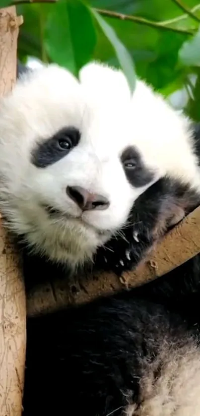 Adorable panda resting on a tree with green leaves in the background.