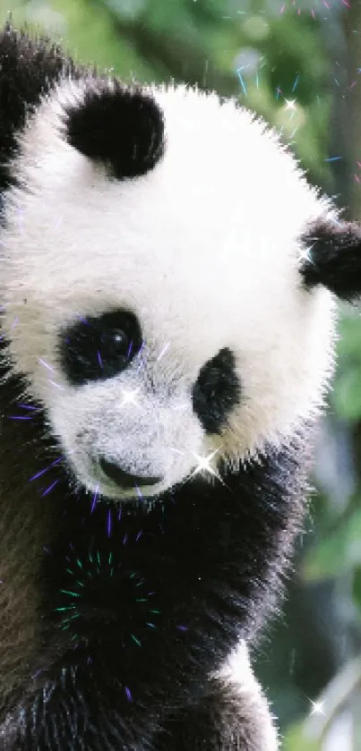 Cute panda climbing a tree in a lush forest setting.