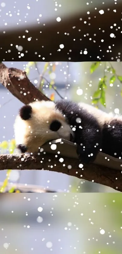 Cute panda resting on a snowy tree branch.