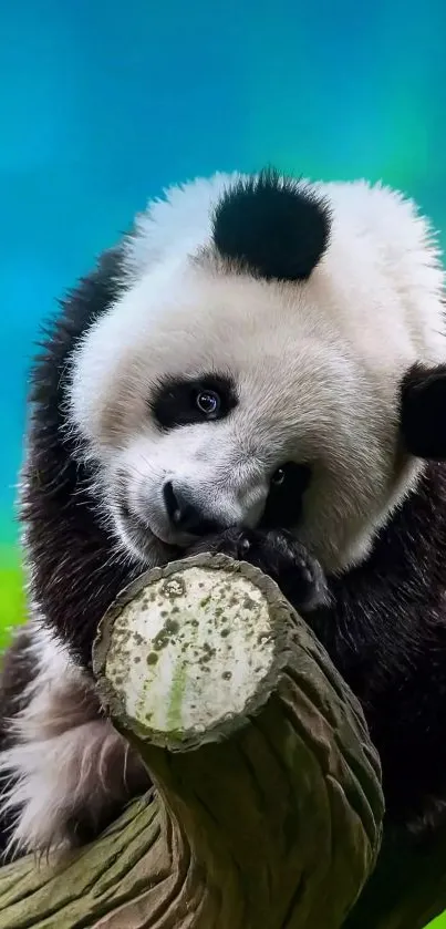 Cute panda resting on a tree with a blue background.